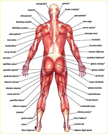 Meet your next favorite book. FULL-BODY ANATOMY - Core Training Anatomy: An Insider's ...