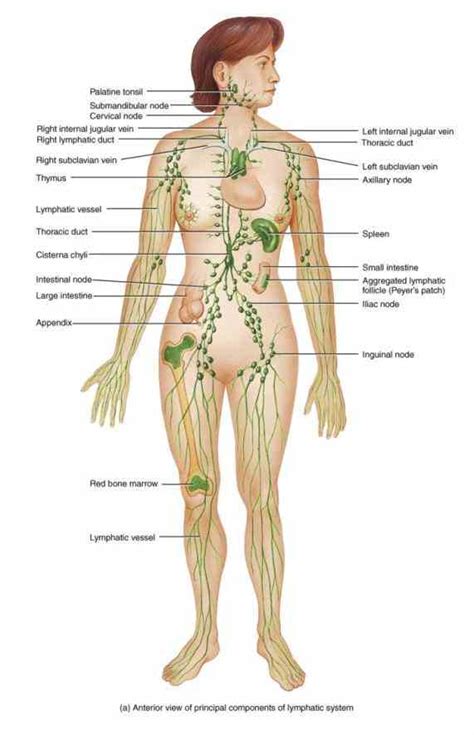 Muscle diagram front and back and inspirational female body diagram. Female Lymphatic System Anatomy Diagram | MedicineBTG.com
