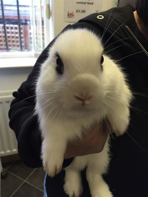 Blanc De Hotot For Sale Uk - Cute of Animals