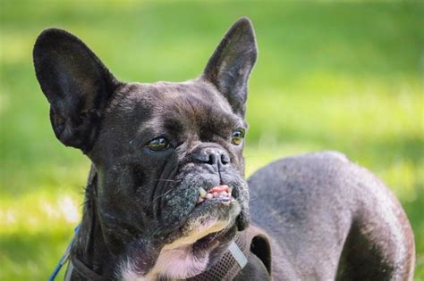 Stumped about which name is best for your french bulldog? Unique Bulldog Names - 621+ French Names for Male and ...