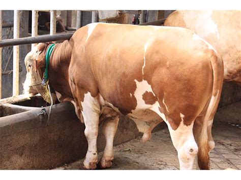 Kandang sapi milik mas haji verdy terdapat sapi super kontes 4 ekor yang diberi nama senopati, somala, adeng dan semar. Jual Hewan Qurban Online - Jual Sapi Limosin, Simental, Qurban 2020, Pakan Ternak