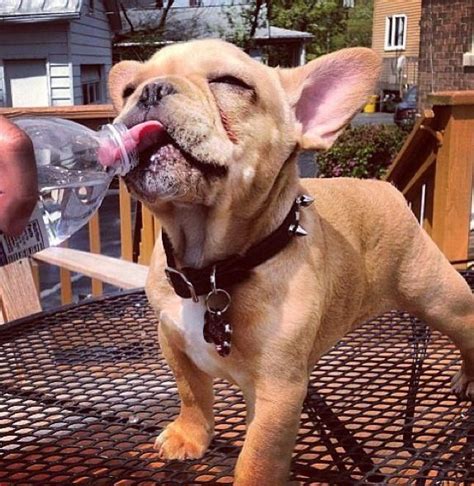 Very young pups fulfill their hydration needs from their mother's milk. Drinking water from bottle, hard job | Puppy photos, Cute ...
