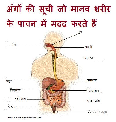 Hindi numbers, fruits, vegetables, flowers, body parts, spices, birds, animals. Flow Chart Of Digestive System In Hindi in 2020 | Human ...