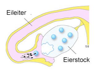 Mit dem eisprung beginnt die fruchtbarste zeit innerhalb eines zyklus. 60 Top Images Wann Beginnt Die Einnistung - Das Datum Fur ...