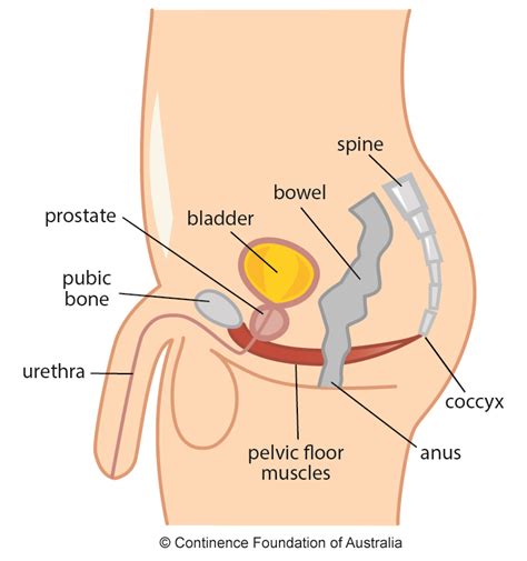 There are 25 hand painted numbers on the model with a guide identifying all 25 parts. Male Pelvic Floor | Exercises | Continence Foundation of ...