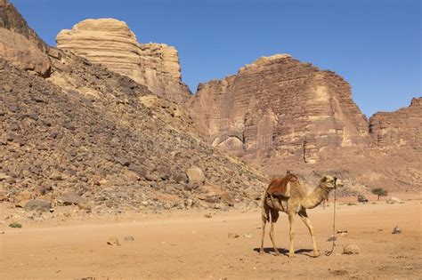 Camels have long played an important role in many aspects of desert life. Resting Camels In The Red Desert In Wadi Rum, Jordan ...