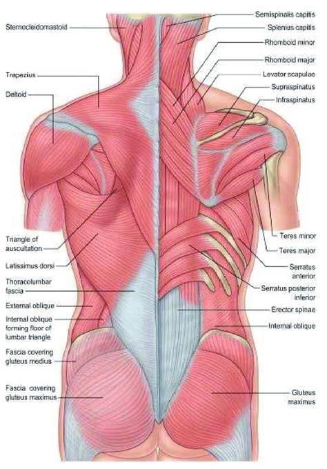The place is the place of origin where it is attached. Origin and Insertion of Back Muscles | Download Scientific ...