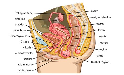 Female human anatomy vector diagram. BIOLOGÍA Y GEOLOGÍA: 3ºESO Nervous, endocrine ...