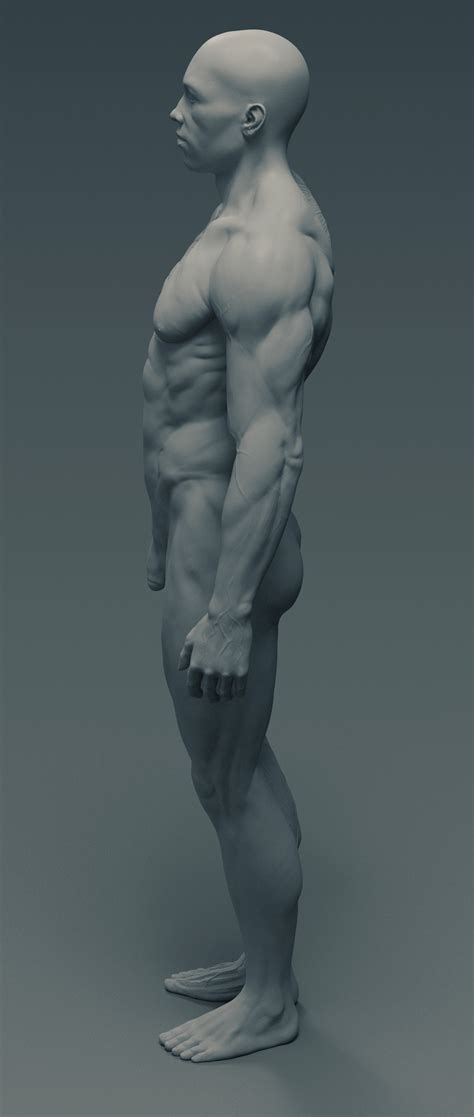 ArtStation - Ecorché - anatomy male reference model - 3d ...