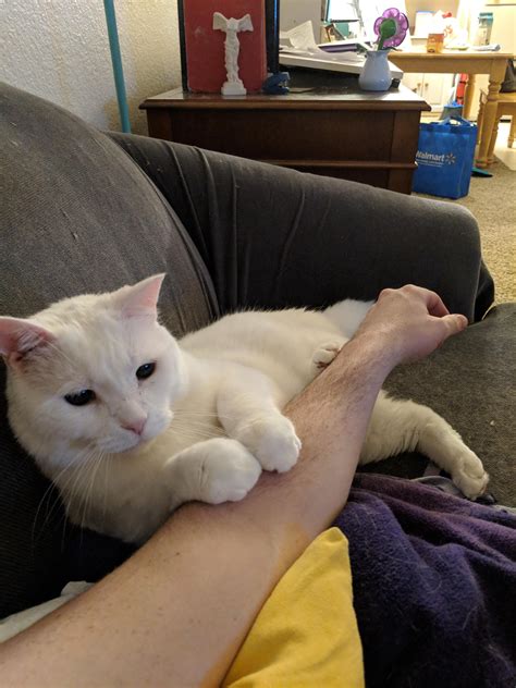 Like puppies, bunnies, babies, and so on. My gf's 13 year old cat Alexander making biscuits on my ...