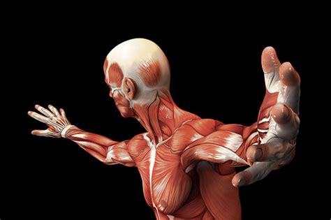 Quick notes on muscle behavior. Human Anatomy Male Muscles 3d Illustration Stock Photo ...