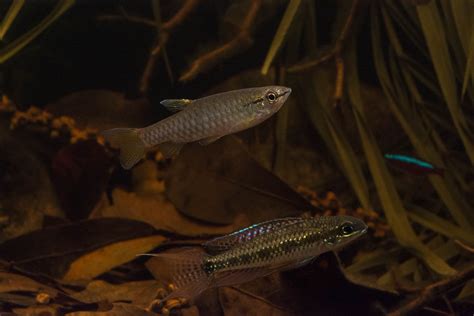 The captain of this local vessel had to finish his weekly sales and delivery of 100,000 aquarium fish that would be. Building a Biotope: A Step-by-Step Rio Negro Aquarium