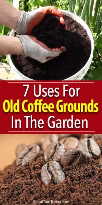 Coffee grounds make a good supplement to fertilizer or on their own in small amounts. 7 Uses For Coffee Grounds On Plants In The Garden