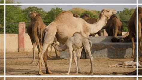 Just 8 kilometres away is asia's biggest camel farm known by the name of the national research centre on camel. Bikaner Destination, Places to Visit, Tourist Attractions