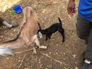 If you do, try goat cat speaker. Farm Update - March 2020 - Ruby Goat Dairy :: Trelawny JA ...