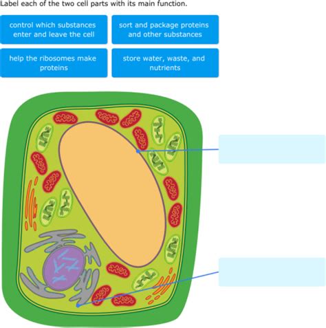 The typical characteristics that define the plant cell include cellulose, hemicellulose and pectin, plastids which play a major role in photosynthesis and storage of starch, large vacuoles responsible for regulating the cell turgor pressure. IXL | Plant cell diagrams: label parts | 6th grade science