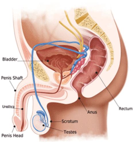 The appendix (or vermiform appendix; Male Sexual Anatomy - The Arousal Project