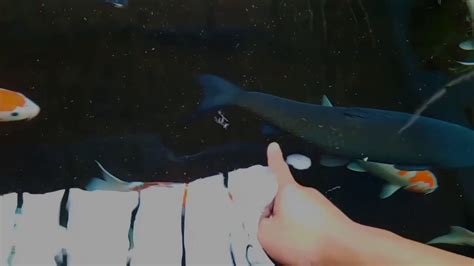 Bagi sebagian orang, budidaya ternak ikan hias air tawar bisa menjadi salah satu hobi yang menyenangkan. IKAN HIAS YANG CANTIK CANTIK BIKIN HATI TERASA NYAMAN DI ...