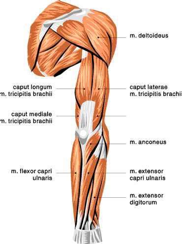 The posterior compartment of the arm is also known as the extensor compartment, as its main action is extension. Muscle Diagram - Skeletal Muscles (CS)