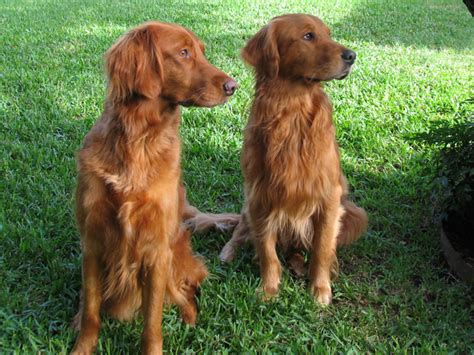 Reputable red golden retriever breeders will have documentation. brown-skinned golden retriever | Natural History
