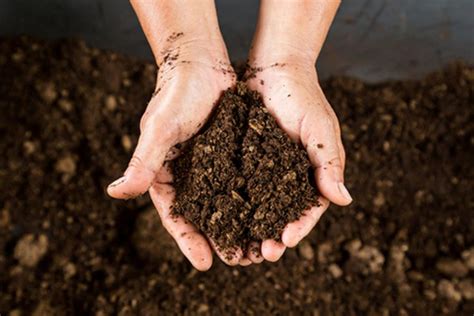 You want your succulents to dry between waterings, especially cacti. Peat moss vs. mulch: Which is better for top dressing soil ...