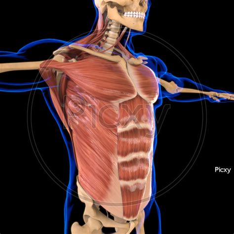 Anatomy of the short head of the biceps brachii muscle. Torso Muscle Anatomy - How To Male Torso Anatomy Back By ...