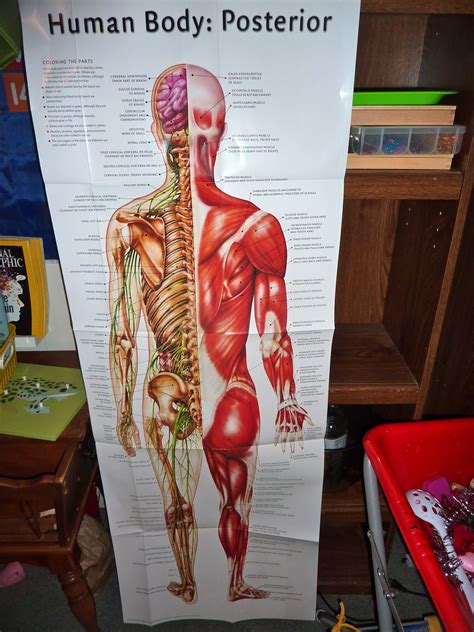 Human muscle labeled diagram for kids. Our Human Body Montessori Activities