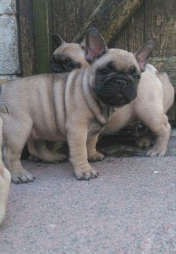 The french bulldog does best in a family where someone is home most of the day. French Bulldog Puppies For Sale | North Arlington, NJ ...