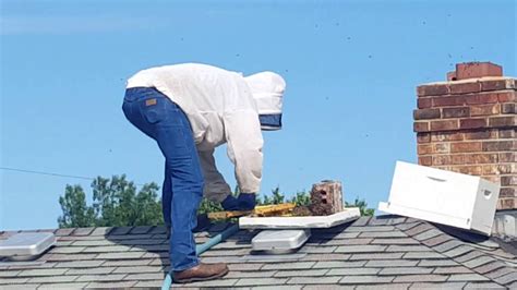Bees removal melbourne services at your home or office. Chimney Bee Removal By Hughes Apiary - YouTube
