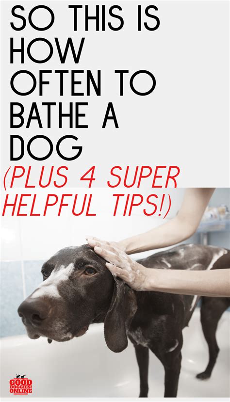 When most people think of giving a dog a bath, they assume that they are doing it in their own bathtub. How Often to Bathe a Dog | Guide for Pet Parents - Good ...