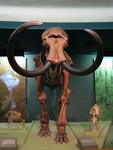 The woolly mammoth (mammuthus primigenius) is a species of mammoth that lived during the pleistocene until its extinction in the holocene epoch. Woolly Mammoth Skeleton | Dinosaur discovery, Wooly ...