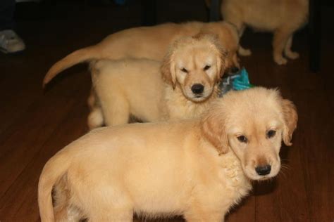 Wanda m caudle on free chihuahua puppies craigslist. Golden Retriever Puppies For Sale | Boston, MA #92478