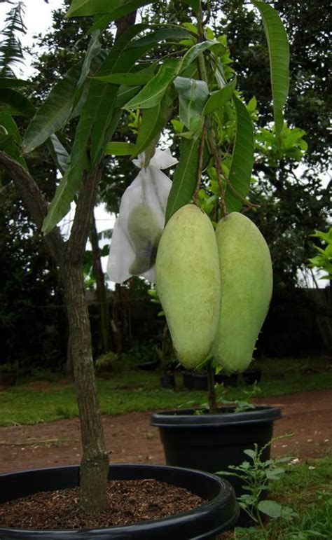 Mango (mangifera indica) is a healthy and delicious fruit that can be added to any salad, smoothie and also rice dish.mangoes are perennials that can be found in hot climates that are humid or dry, all over the world. All season grafted mango plant - Bonsai Plants Nursery