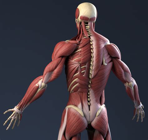 An overview of the muscles of the upper arm (biceps brachii, coracobrachialis, brachialis and triceps brachii) including clinically relevant anatomy. Male Anatomy (Muscles, Skeleton, Skin) 3D Model