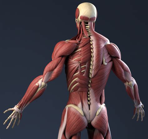 Human body internal parts such as the lungs, heart, and brain, are enclosed within the skeletal system and are housed within the different internal body cavities. Male Anatomy(muscles,skeleton) 3D Model