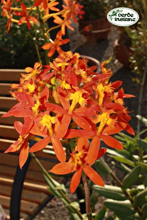 Fiore simile all'orchidea il prezzo si riferisce alla singola piantina. Epidendrum ibaguense, un'orchidea facile da coltivare