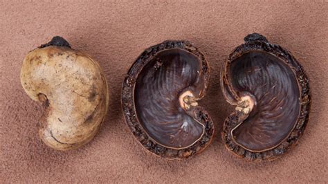 Check spelling or type a new query. Compound in Cashew Shells Appears to Mend Damaged Nerves