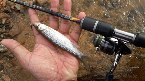 Belut pulang ke lumpur, ikan pulang ke lubuk kembali ke tempat asalnya. Amir Jufri: Mengilat Kawanan Rasbora Spp Pulang ke Halaman ...