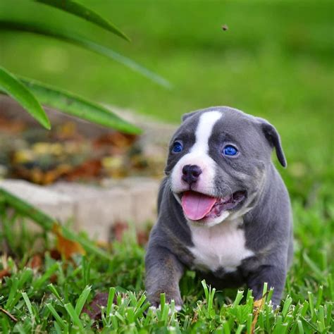 For sale & upcoming breedings. AMERICAN BULLY PUPPIES FOR SALE & UPCOMING BREEDINGS ...