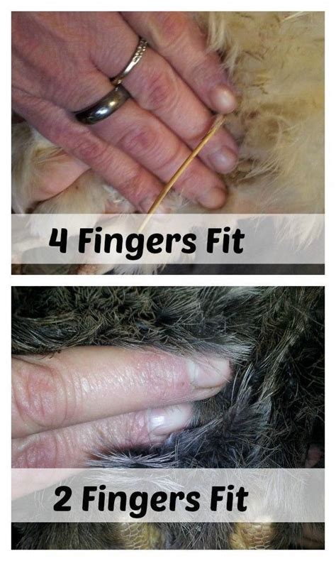 This leads to issues with humidity and odor. Pin on Chickens