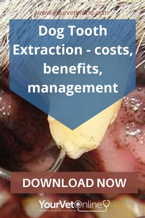 The outgrowth of the teeth being most important. Dog tooth extraction cost | Dog teeth, Tooth extraction ...