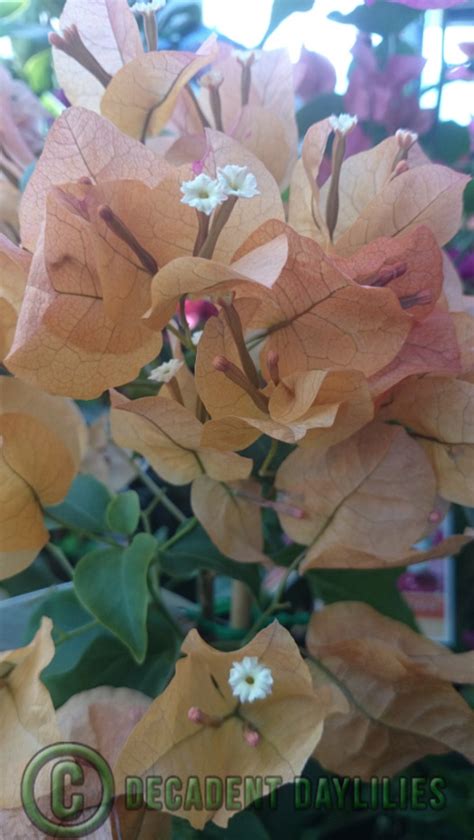 Bougainvillea plant tips & varieties. Bougainvillea Vine Care Tips How to Grow Keep ...