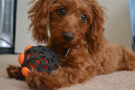 Advertise, sell, buy and rehome dachshund dogs and puppies with pets4homes. Doxiepoo (Dachshund-Toy Poodle Mix) Facts, Temperament ...