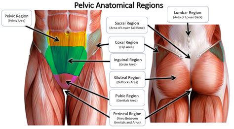 Anatomical names especially the basle nomina anatomica (bna). Anatomical Name Of Lower Back Muscles : 10. Muscles of the ...