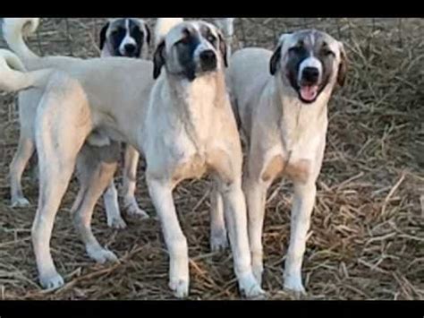 Anatolian Shepherd Dog Pups at 9 months - YouTube