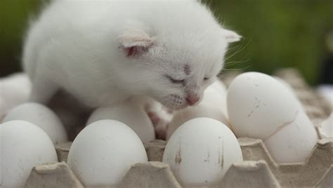 An manchen tagen schmeckt das frühstücksei doch einfach wenn eier abgelaufen sind, sind sie nicht gleich verdorben. Können Katzen Eier essen? Sind Eier gut für Katzen ...