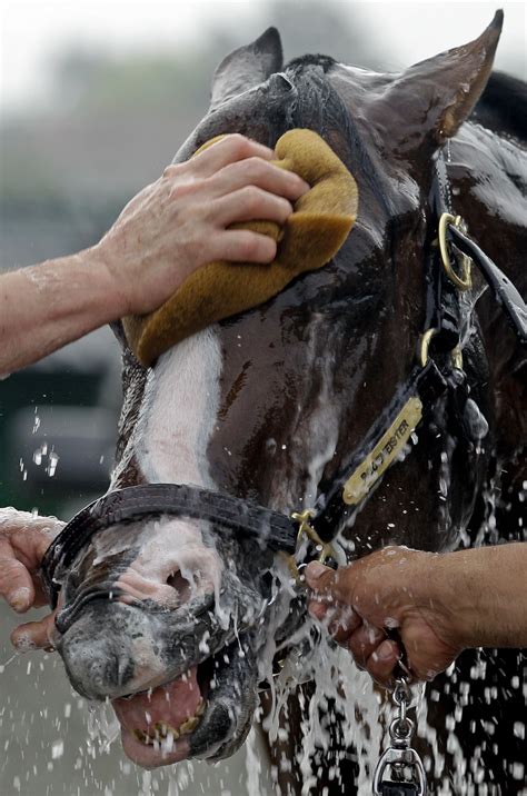 Sweet and young nellie in morning fuck. Kentucky Derby entrant Bodemeister gets a bath after a ...