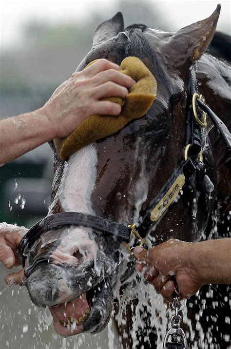 Add to favorites / report as broken. Kentucky Derby entrant Bodemeister gets a bath after a ...