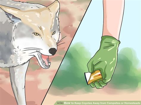 Accordingly, how can i keep the cats away from my house? How to Keep Coyotes Away from Campsites or Homesteads: 8 Steps