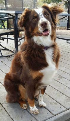 Red tricolor australian shepherd puppy. Red tricolor Australian shepherd puppy. #aussie | DOGS ...